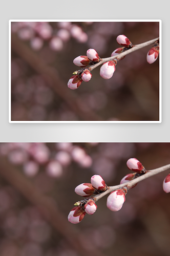 春季桃花风景摄影图