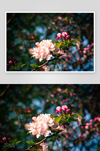 春季桃花风景摄影图