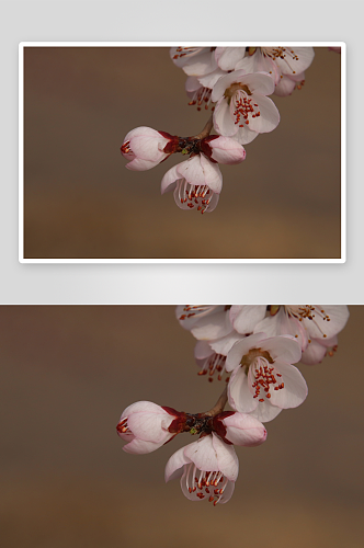 春季桃花风景摄影图