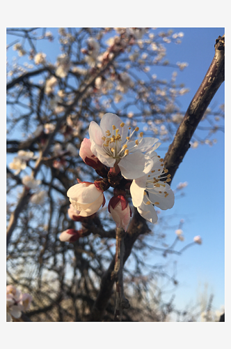 春季桃花风景摄影图