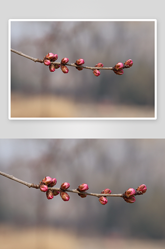 春季桃花风景摄影图