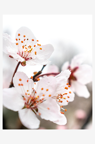 春季桃花风景摄影图