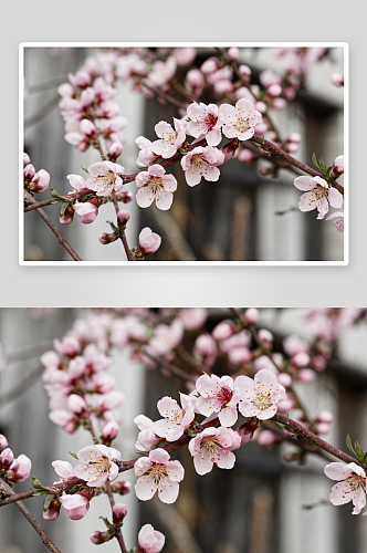 春季桃花风景摄影图