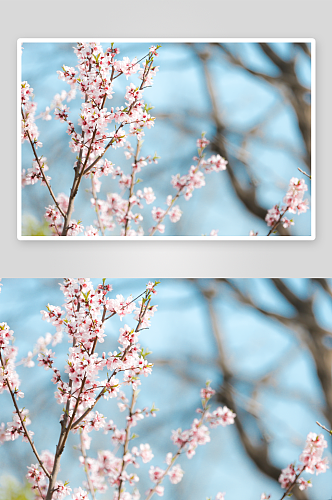 春季桃花风景摄影图