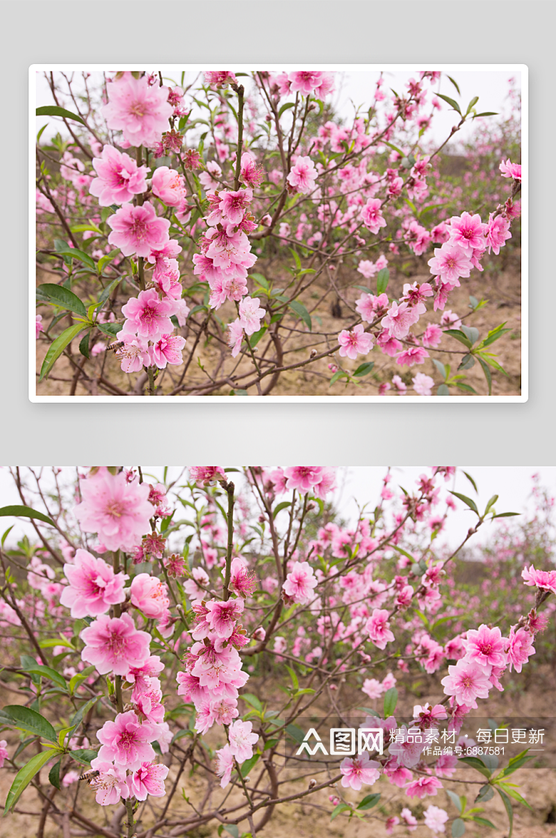 春季桃花风景摄影图素材