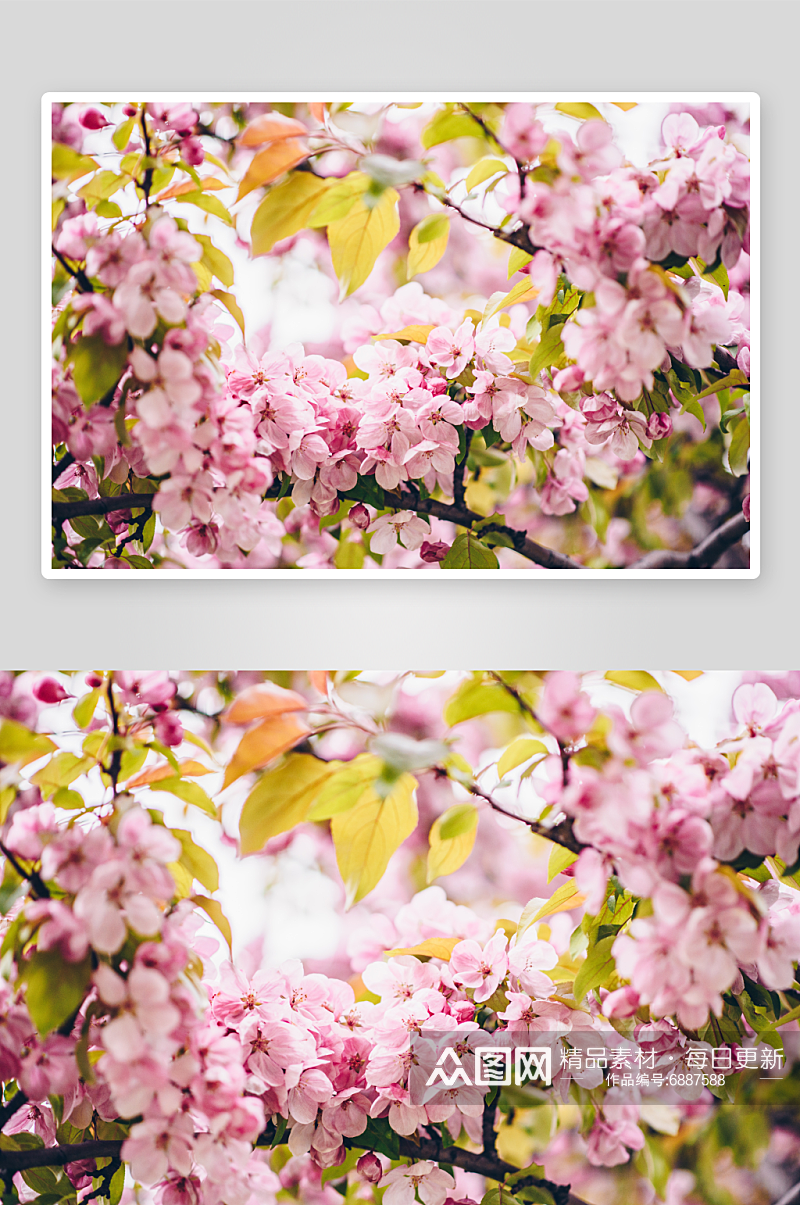 春季桃花风景摄影图素材