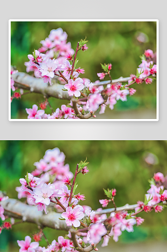 春季桃花风景摄影图