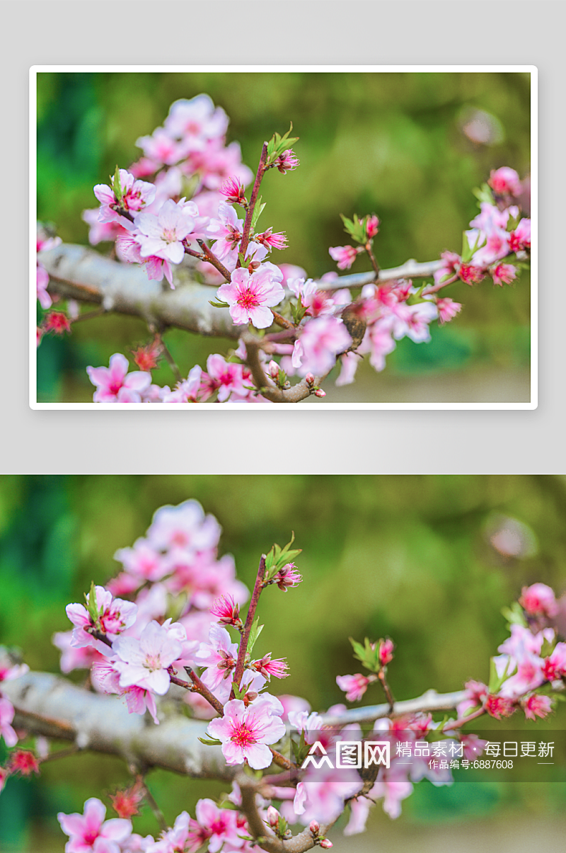 春季桃花风景摄影图素材