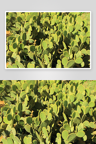 绿色仙人掌植物摄影图片