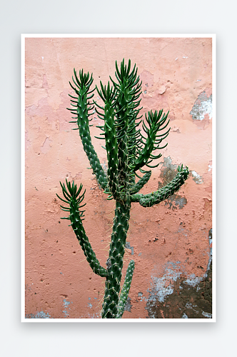 绿色仙人掌植物摄影图片