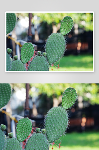 绿色仙人掌植物摄影图片