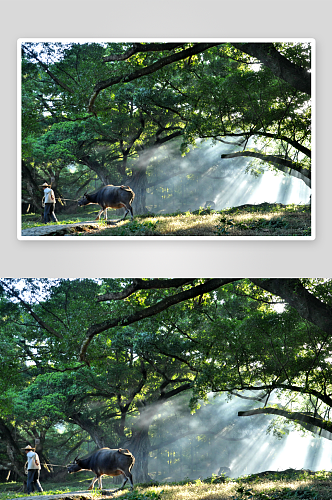 夏天绿色榕树摄影图片