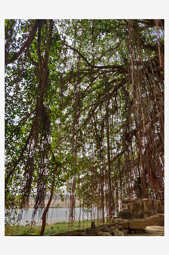 夏天绿色榕树摄影图片