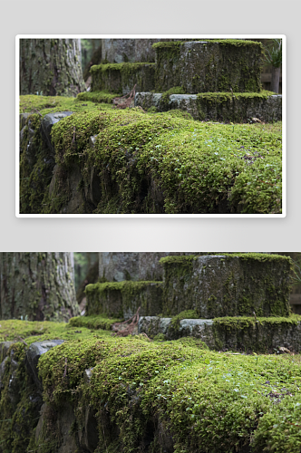 绿色青苔植被摄影图片