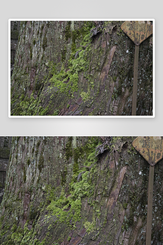 绿色青苔植被摄影图片