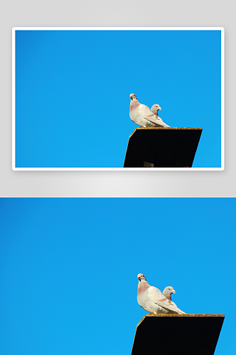 可爱鸽子动物摄影图片
