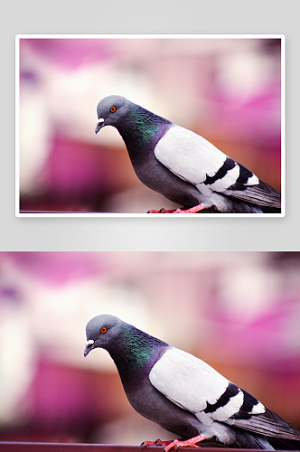 可爱鸽子动物摄影图片