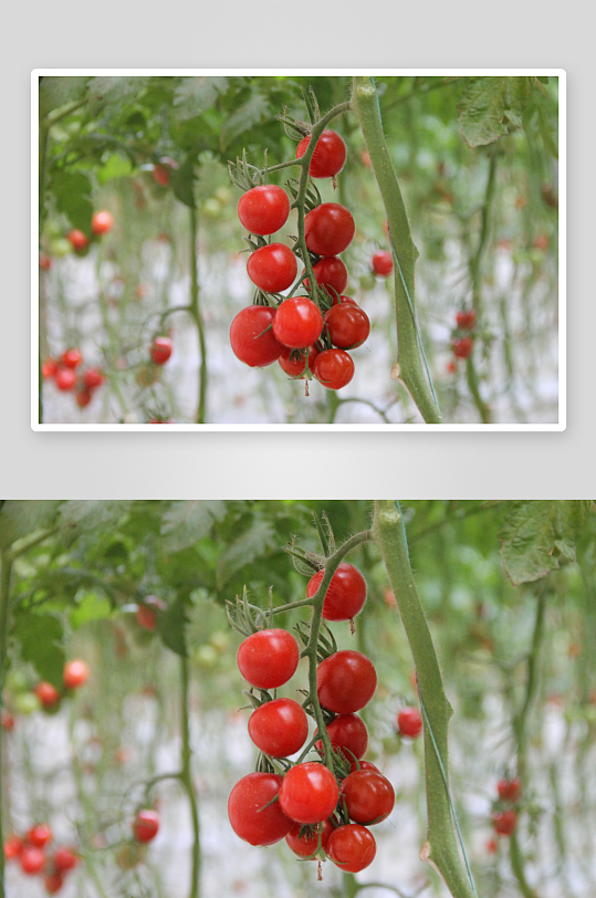 营养小番茄水果摄影图