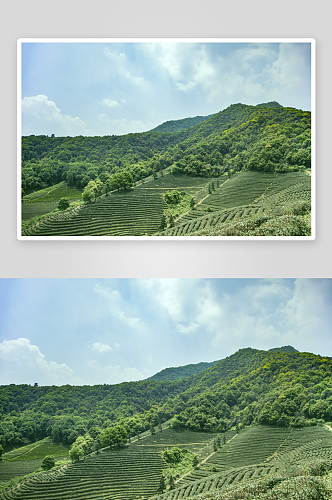 秀丽茶山茶园风景摄影图