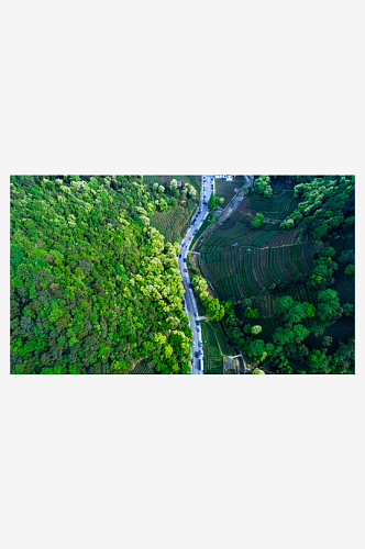 秀丽茶山茶园风景摄影图