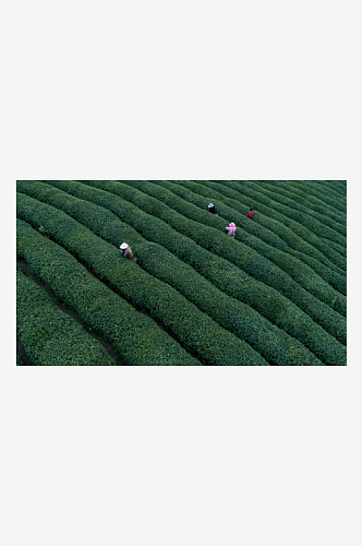 秀丽茶山茶园风景摄影图