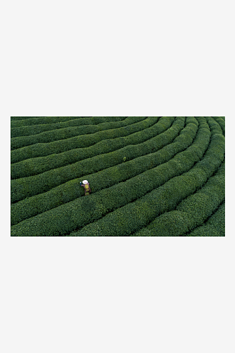 秀丽茶山茶园风景摄影图