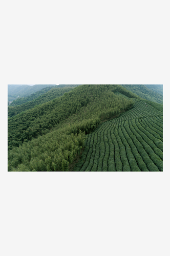 茶山茶园风景摄影图