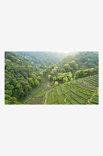 茶山茶园风景摄影图