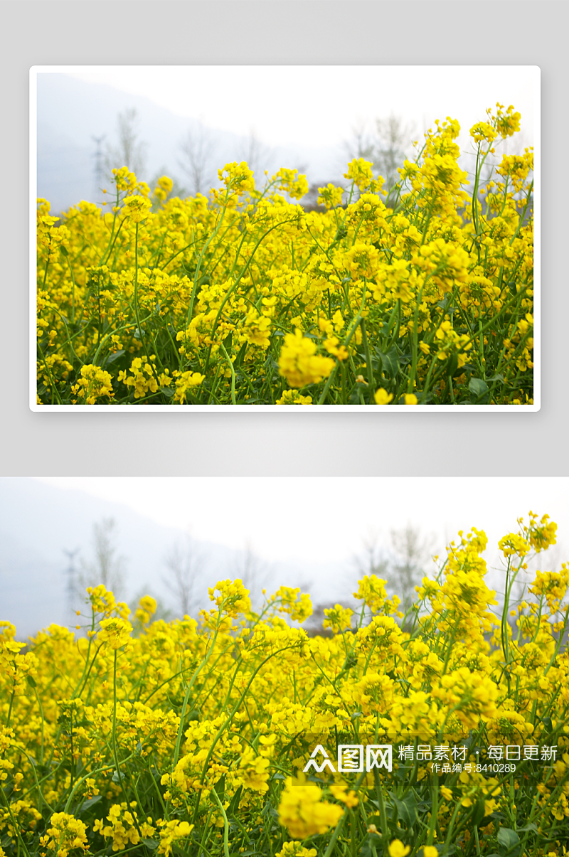 油菜花风景摄影图素材