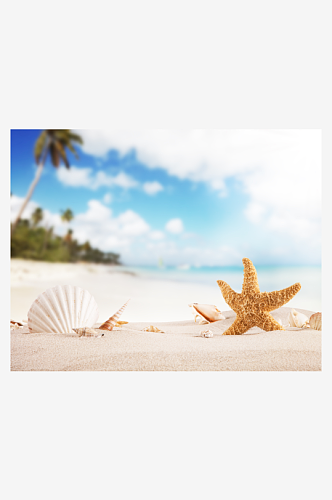 秀丽沙滩贝壳风景摄影图