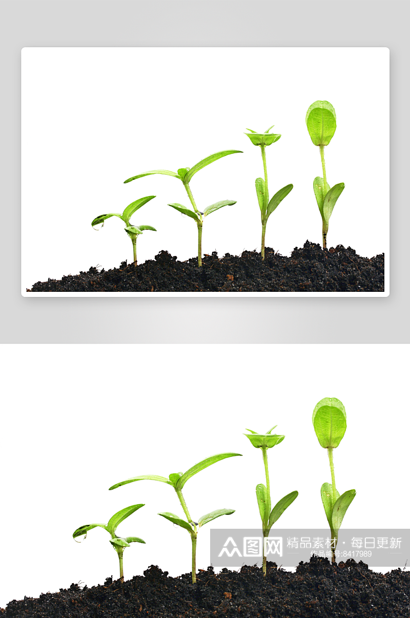 绿色植物发芽摄影图片素材