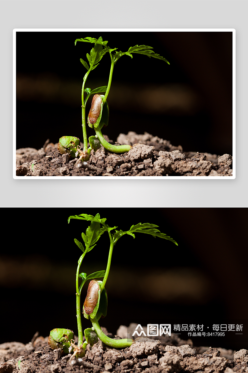 绿色植物发芽摄影图片素材