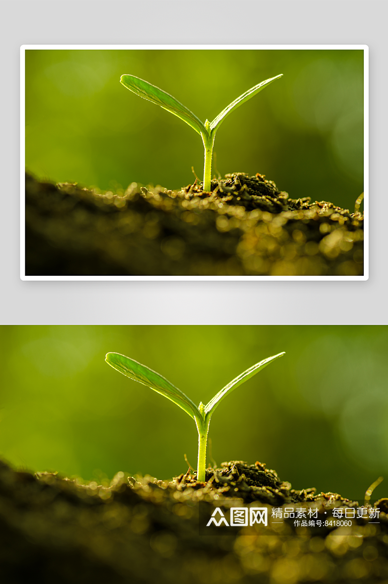 高清植物发芽摄影图片素材