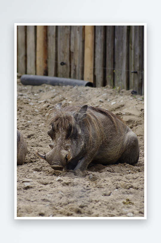 非洲疣猪摄影图片