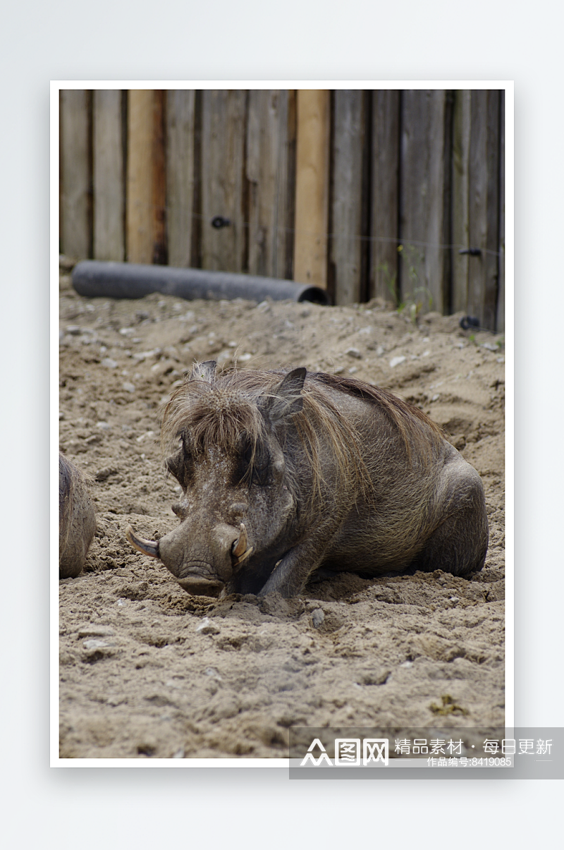 非洲疣猪摄影图片素材