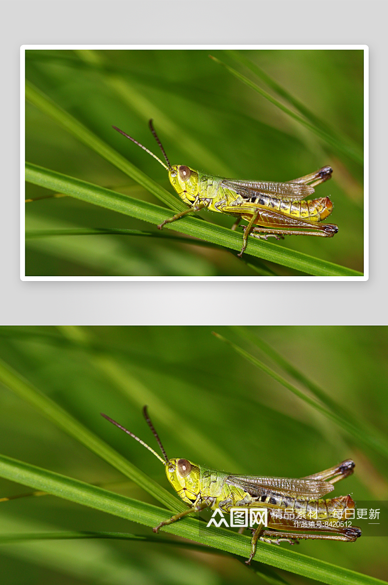 昆虫动物摄影图片素材