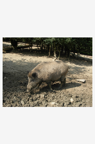 可爱非洲疣猪动物摄影图