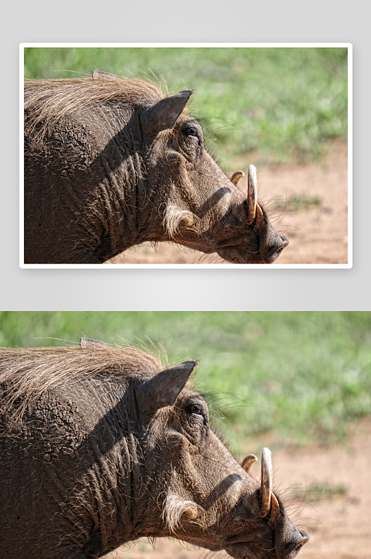 非洲疣猪动物摄影图