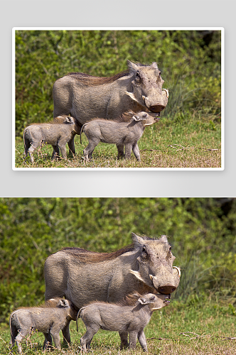 可爱非洲疣猪动物摄影图