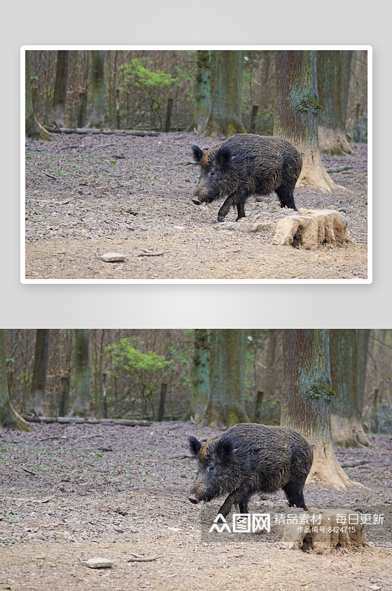 非洲疣猪动物摄影图素材