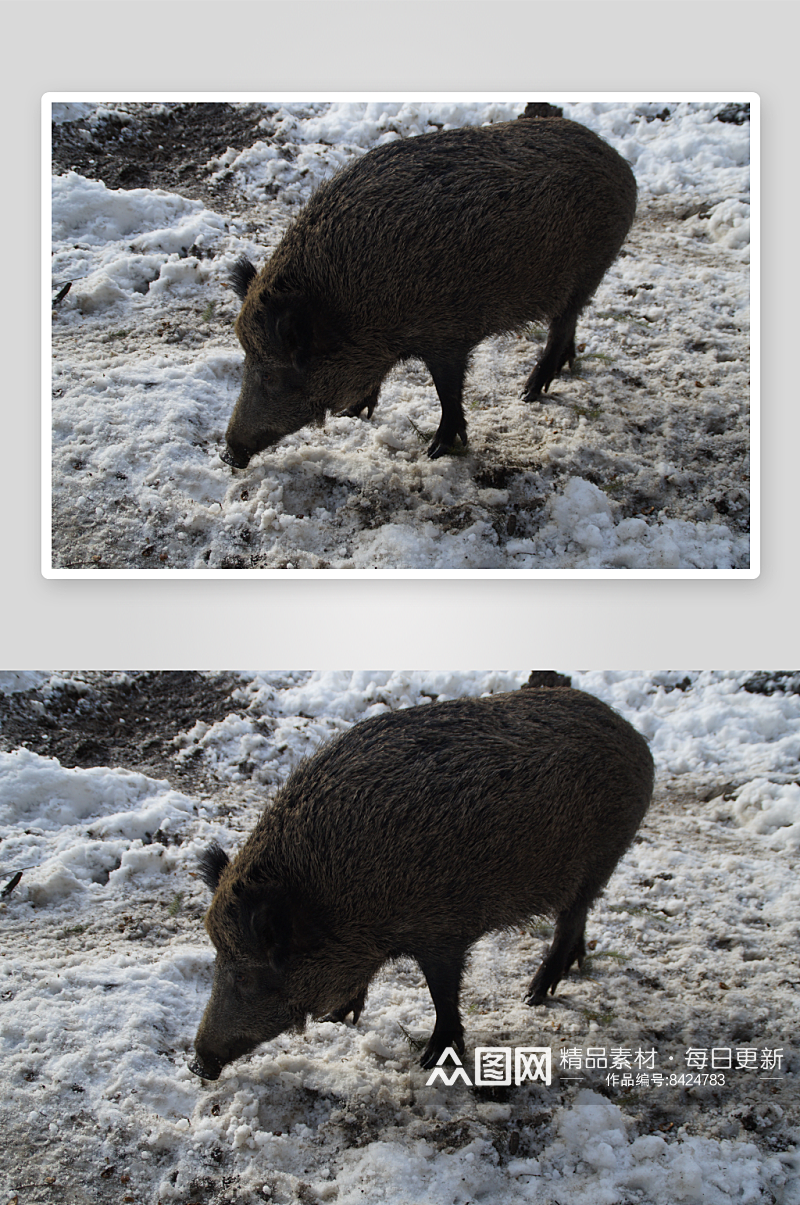 非洲疣猪动物摄影图素材