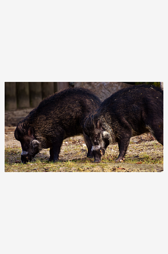 非洲疣猪动物摄影图