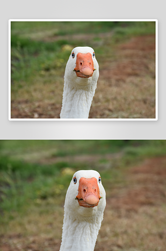 可爱大鹅动物摄影图