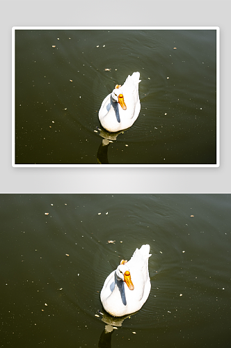 可爱大鹅动物摄影图片