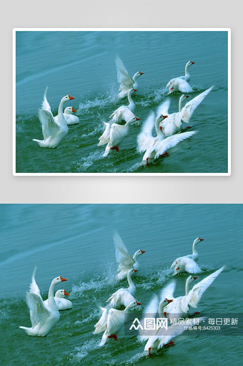 可爱大鹅动物摄影图素材