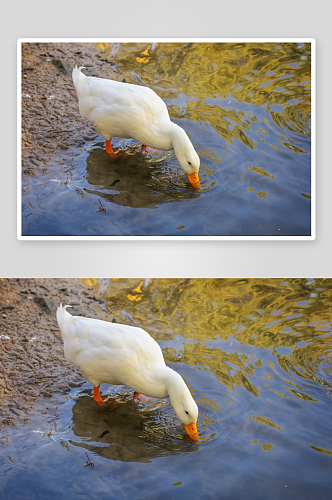 可爱大鹅动物摄影图