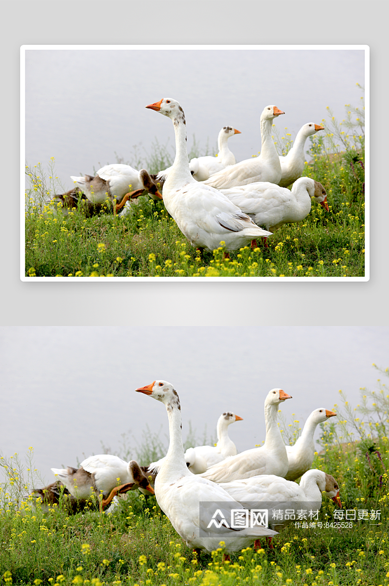 可爱大鹅动物摄影图片素材