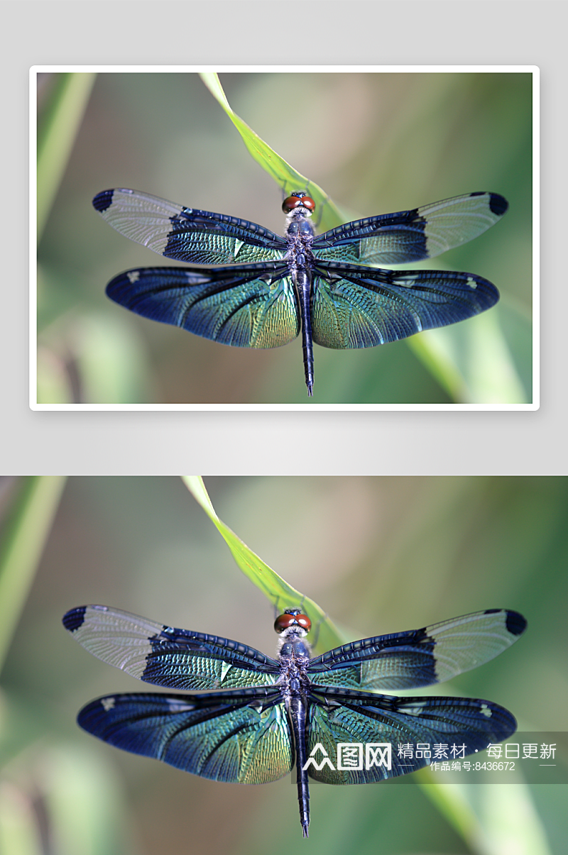 可爱风蜻蜓动物摄影图素材