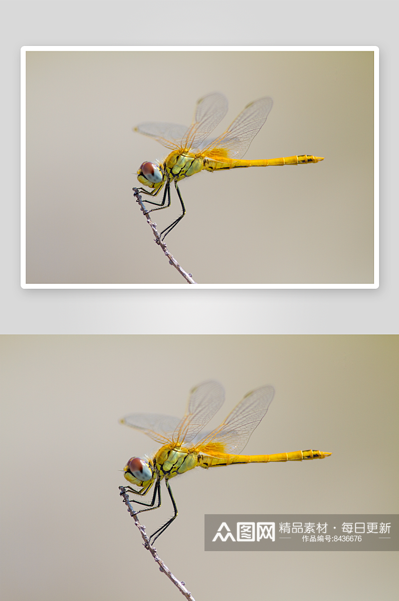 可爱风蜻蜓动物摄影图素材