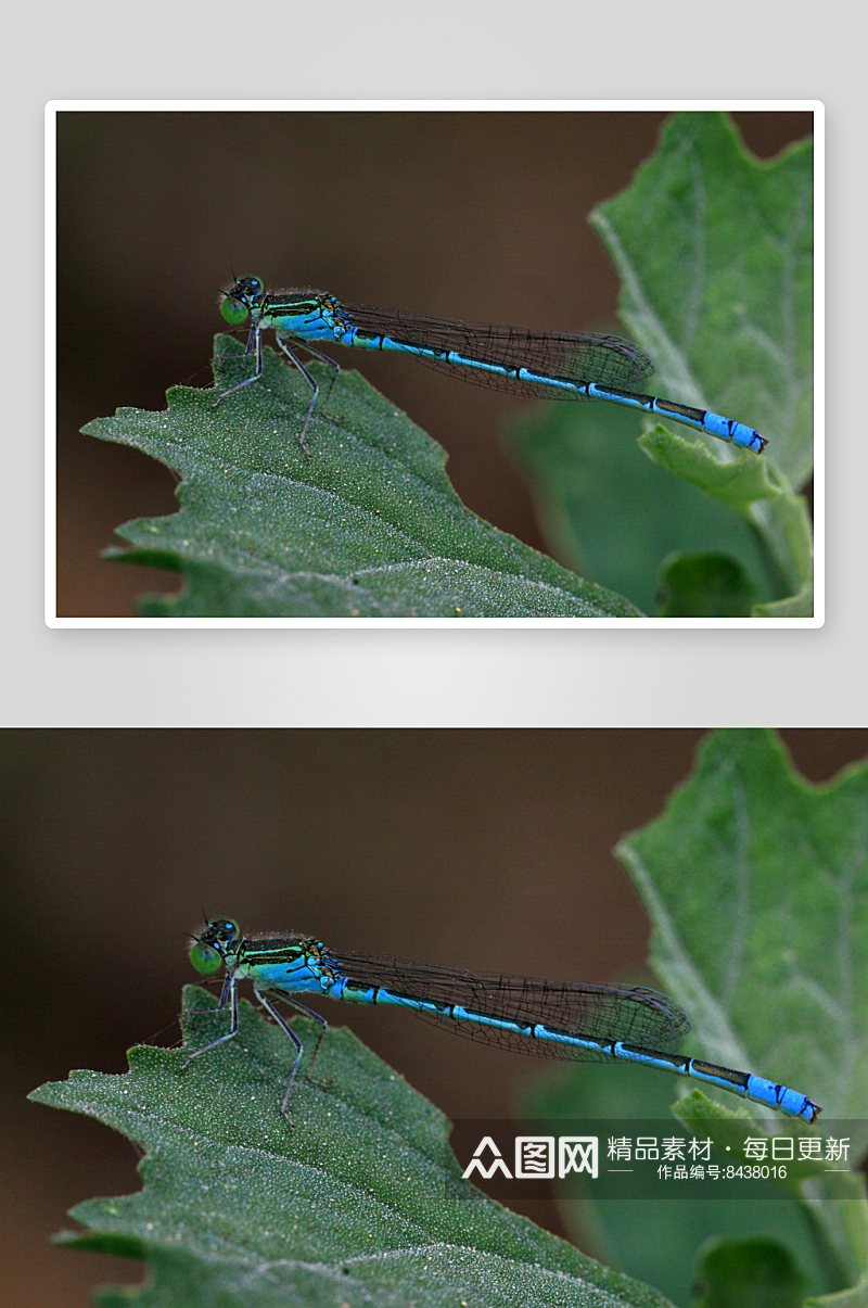 可爱蜻蜓动物摄影图素材